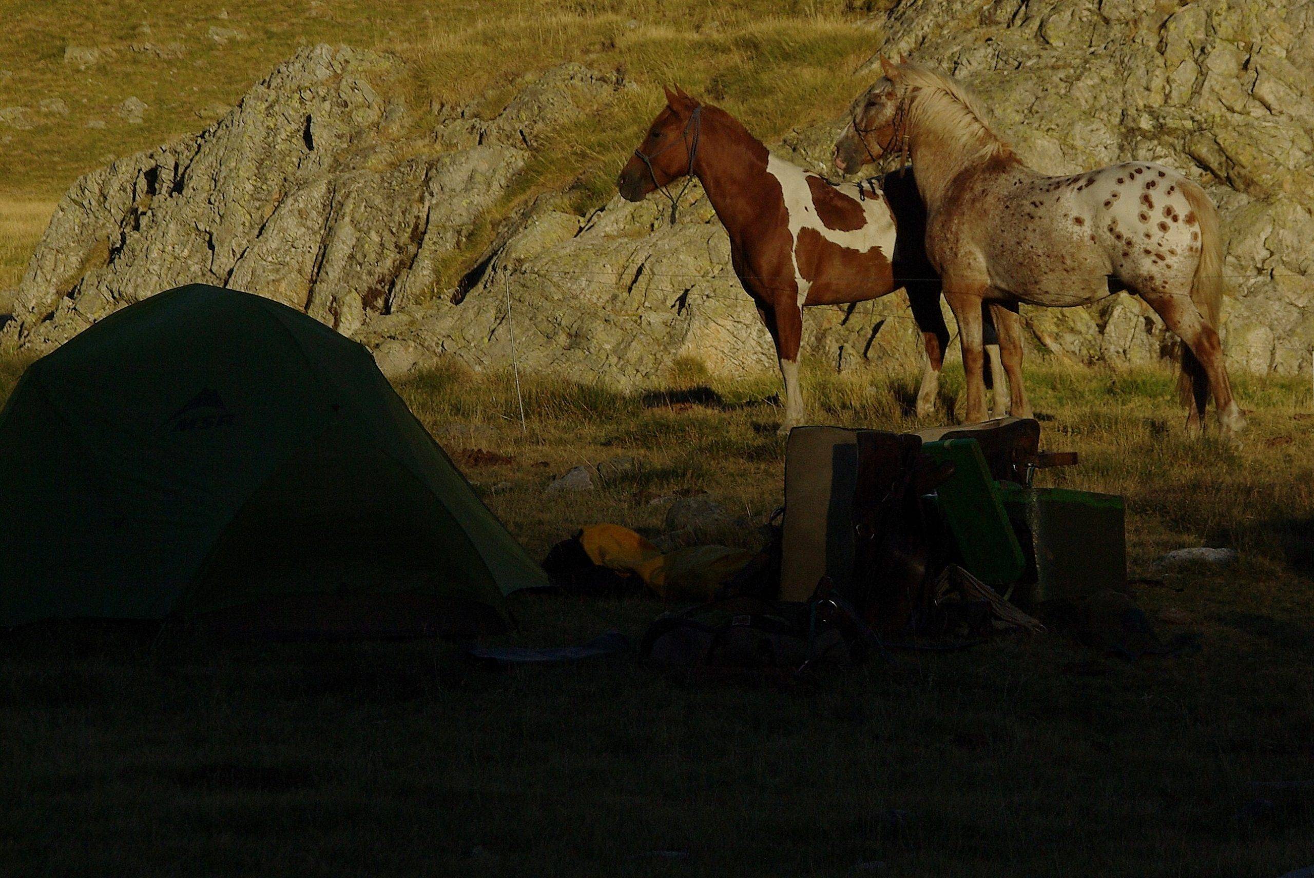 bivouac avec les chevaux