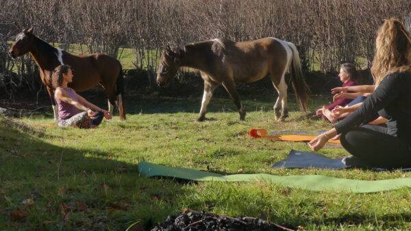 sejour yoga et cheval pyrenees - gandalha