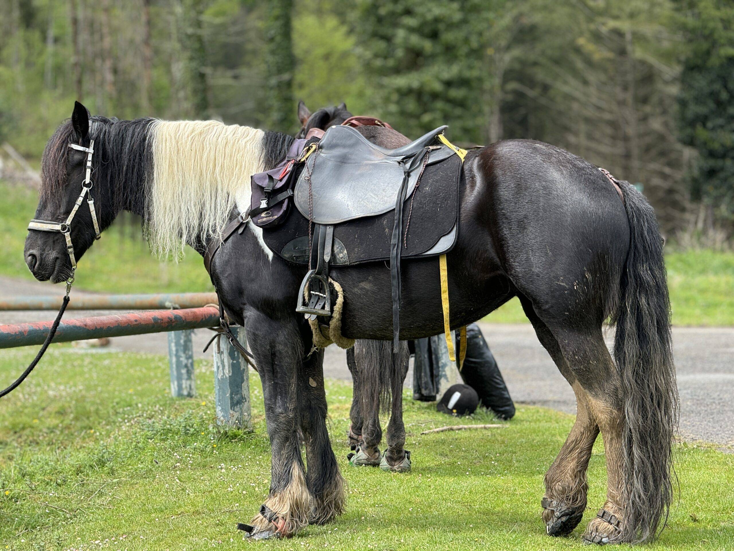 week end débutants et chevaux Baronnies – Image 2