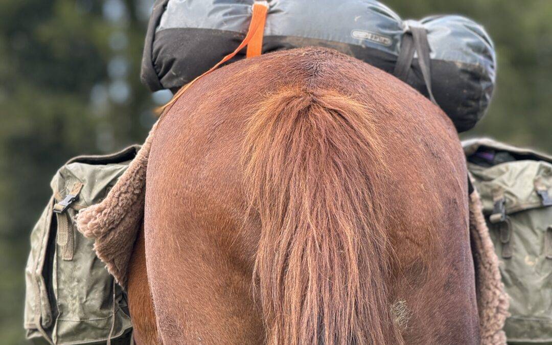 cheval équipé pour le voyage - gandalha