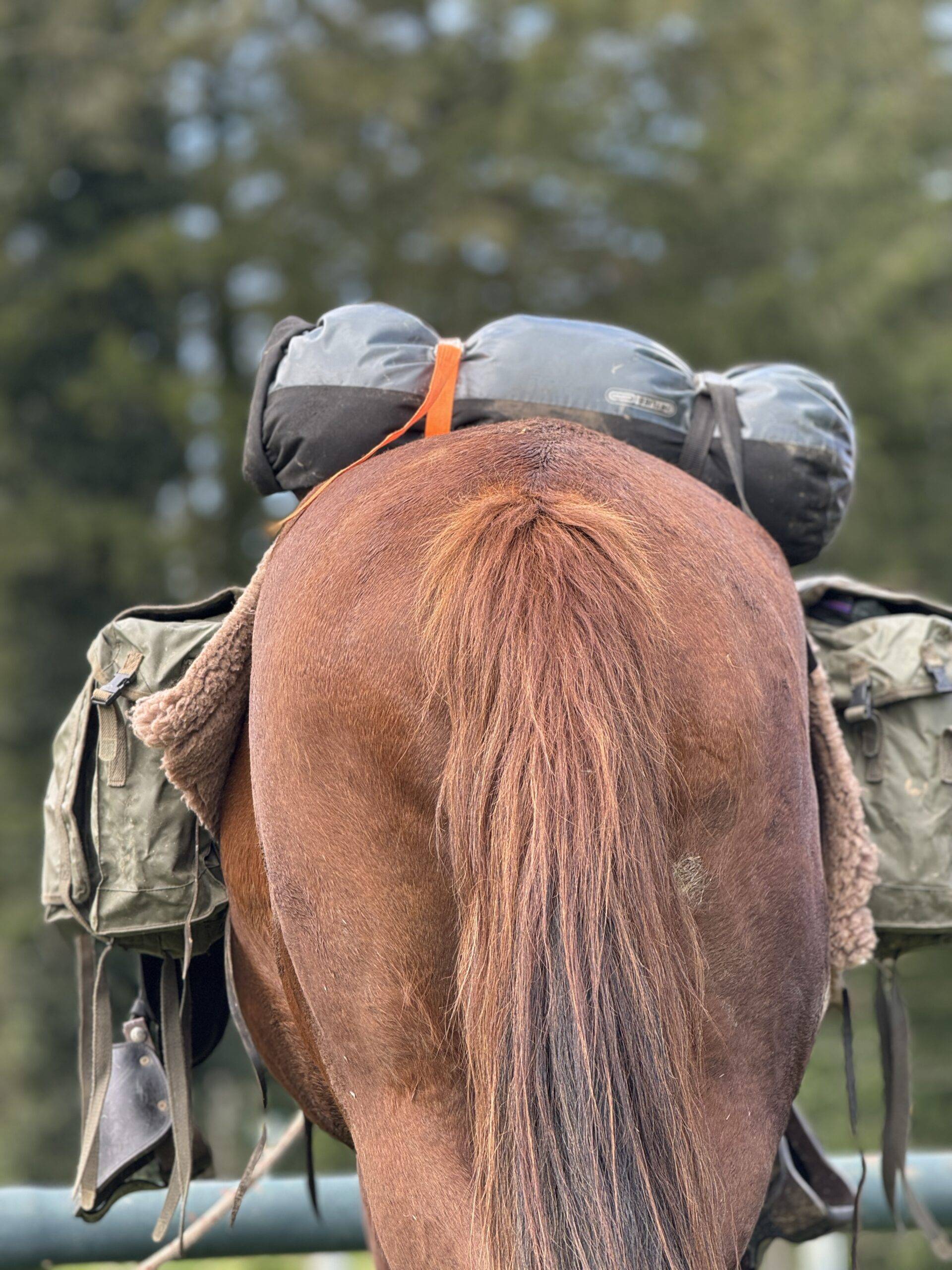 cheval de dos avec les sacoches de secours cheval équipé pour le voyage - gandalha
