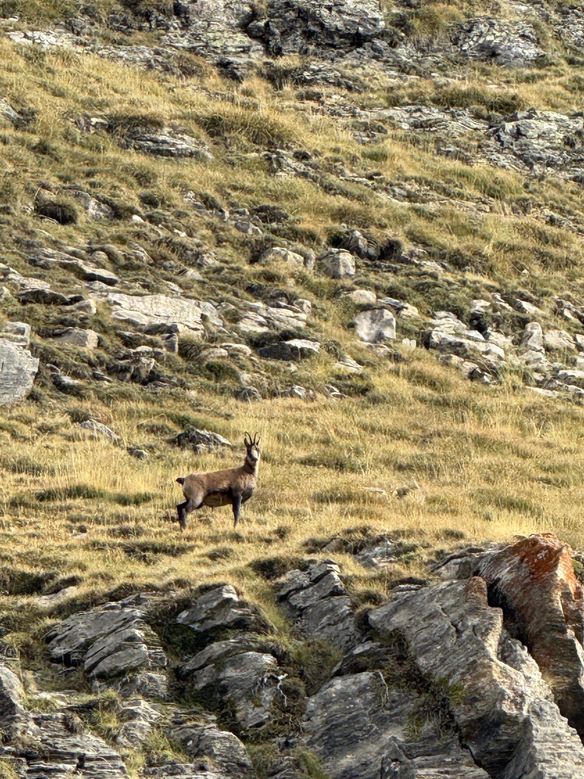 le parc national des pyrénées à cheval - gandalha voyage